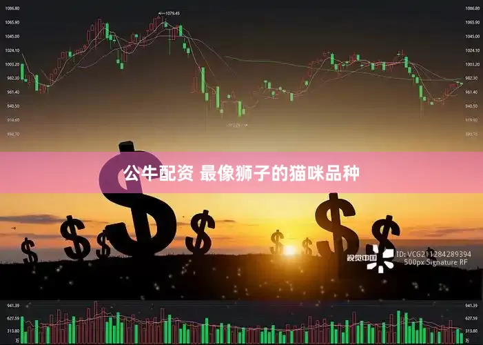 公牛配资 最像狮子的猫咪品种